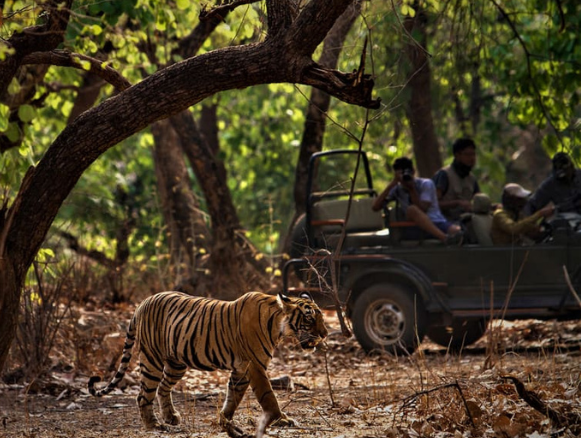 Jim Corbett Safari Package